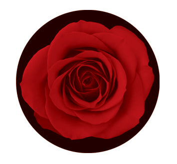 Rosco "Cool Ink HD" Red Rose Pattern for LED Fixtures Only